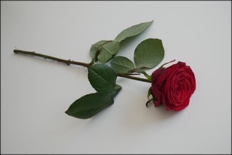 red-rose