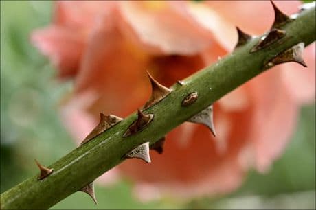 Thorns of life stem of a rose showing the thorns, like our special thanksgiving bouquet