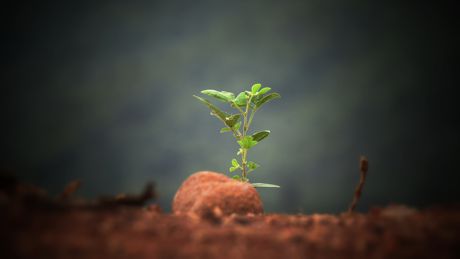 the Seed by Rich Barnes seedling bursting through the earth
