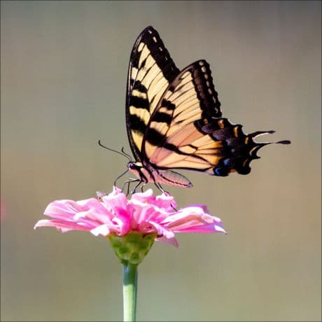 Inspirational Picture beautiful butterfly on a flower
